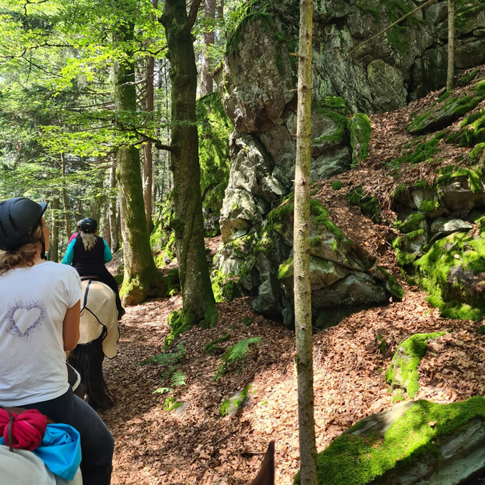 Lagerfeuer, Handtuch, Gangart, erforderlich, Einführungsritt, versorgen, Geländeerfahrung, Tagesstrecke, Zimmer, Reiturlaub, Reitferien, Ferienwohnung, Nichtreiter, abwechslungsreich, Wälder, Wiesen, Hügel, Täler, sattelfest, Ponyreiten, Kleinsten, Reitunterricht, herrlich, Kutschfahrt, Reiterferien, Familie, Gruppe, Freunde, Paar, allein, Single, Alleinerziehend, Kind, individuell, gestaltbar, relaxen, Lust, Laune, Versorgung, Pflege, alltäglich, Arbeit, nett, Leute, locker, Athmosphäre, gemeinsam, Lagerfeuerabend, Begleitperson, Pferdefreund, reichlich, Freizeitaktivität, interessant, Ausflugsziel, Geschichte, denkmalgeschützt, renoviert, Vierseithof, Dorf, Ausblick, großzügig, Komfort, ausgestattet, Gast, Kinder, langweilig, Abwechslung, Kinderspielplatz, Trampolin, natürlich, Badeweiher, Blockhütte, Grillstelle, Küche, Dreiländereck, Tschechien, reizvoll, Seele, baumeln, Wanderreittermin, Vierbeiner, Tour, Pferdegastbox, Koppel, Unterstand, Westernsattel, Englischsattel, kurzfristig, Ferienzeit, gemütlich